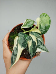 Scindapsus Mayari Variegata (zum aussuchen)
