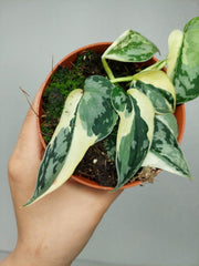 Scindapsus Mayari Variegata (zum aussuchen)