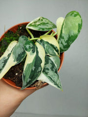 Scindapsus Mayari Variegata (zum aussuchen)