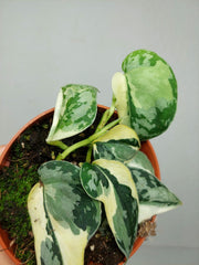 Scindapsus Mayari Variegata (zum aussuchen)
