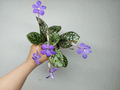 Michaelmoelleria Vietnamensis (zum aussuchen)