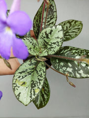 Michaelmoelleria Vietnamensis (zum aussuchen)