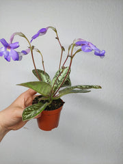 Michaelmoelleria Vietnamensis (zum aussuchen)