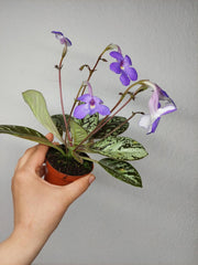 Michaelmoelleria Vietnamensis (zum aussuchen)