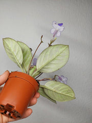 Michaelmoelleria Vietnamensis (zum aussuchen)