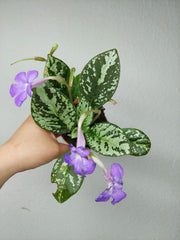 Michaelmoelleria Vietnamensis (zum aussuchen)