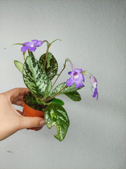 Michaelmoelleria Vietnamensis (zum aussuchen)