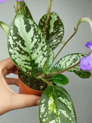Michaelmoelleria Vietnamensis (zum aussuchen)