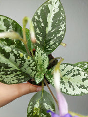 Michaelmoelleria Vietnamensis (zum aussuchen)