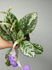 Michaelmoelleria Vietnamensis (zum aussuchen)