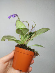 Michaelmoelleria Vietnamensis (zum aussuchen)