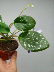 Michaelmoelleria Speckled (zum aussuchen)