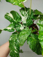 Calathea Musaica (Network) Variegata