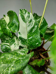 Calathea Musaica (Network) Variegata
