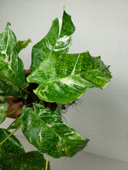 Calathea Musaica (Network) Variegata
