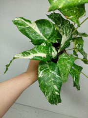 Calathea Musaica (Network) Variegata