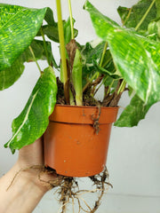 Calathea Musaica (Network) Variegata