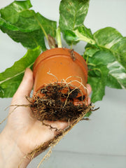 Calathea Musaica (Network) Variegata