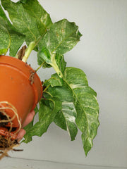 Calathea Musaica (Network) Variegata