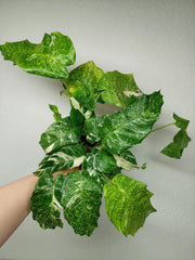Calathea Musaica (Network) Variegata