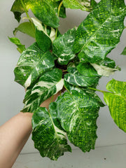 Calathea Musaica (Network) Variegata