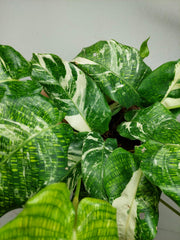 Calathea Musaica (Network) Variegata