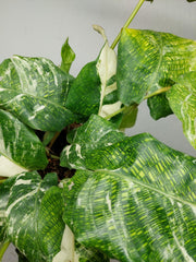 Calathea Musaica (Network) Variegata