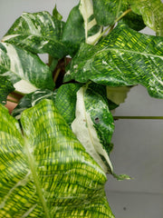 Calathea Musaica (Network) Variegata