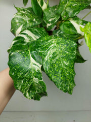 Calathea Musaica (Network) Variegata