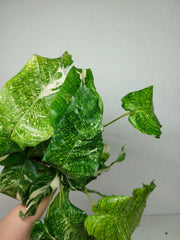 Calathea Musaica (Network) Variegata