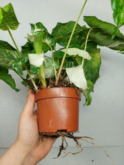 Calathea Musaica (Network) Variegata