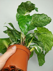 Calathea Musaica (Network) Variegata