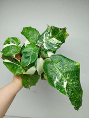 Calathea Musaica (Network) Variegata