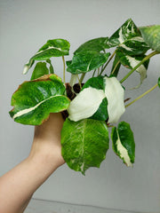 Calathea Musaica (Network) Variegata