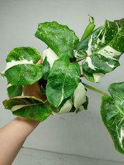 Calathea Musaica (Network) Variegata