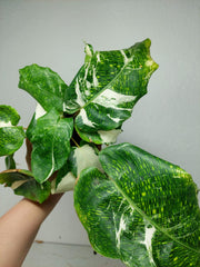 Calathea Musaica (Network) Variegata