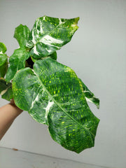 Calathea Musaica (Network) Variegata