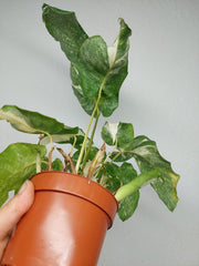 Calathea Musaica (Network) Variegata