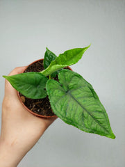 Alocasia Olanii