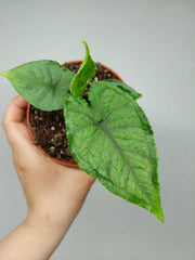 Alocasia Olanii