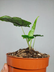 Alocasia Olanii
