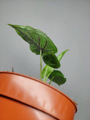 Alocasia Olanii