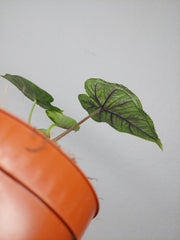 Alocasia Olanii