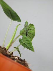Alocasia Olanii