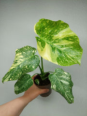 Monstera Thai Creme Brulee