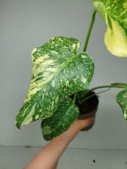 Monstera Thai Creme Brulee