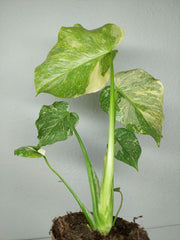 Monstera Thai Creme Brulee