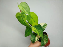 Scindapsus Jade Satin Aurea