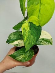 Scindapsus Jade Satin Aurea