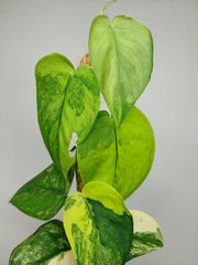 Scindapsus Jade Satin Aurea